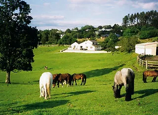 Muckross Riding Stables Killarney Ireland