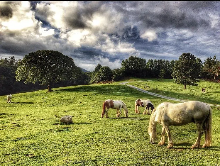 Farm stay Muckross Riding Stables Killarney